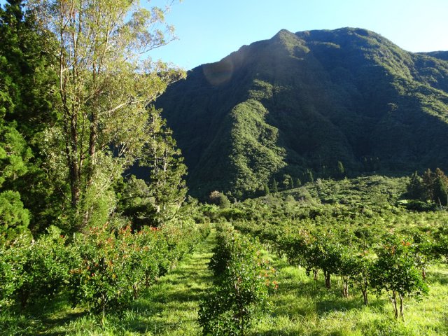 Plusieurs producteurs de goyaviers bordent les petites routes