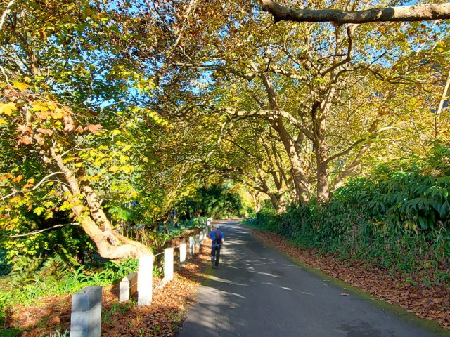Les platanes de la Rue des Remparts aux couleurs automnales