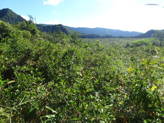 La plaine entourant la Maison Servaux est devenue une forêt