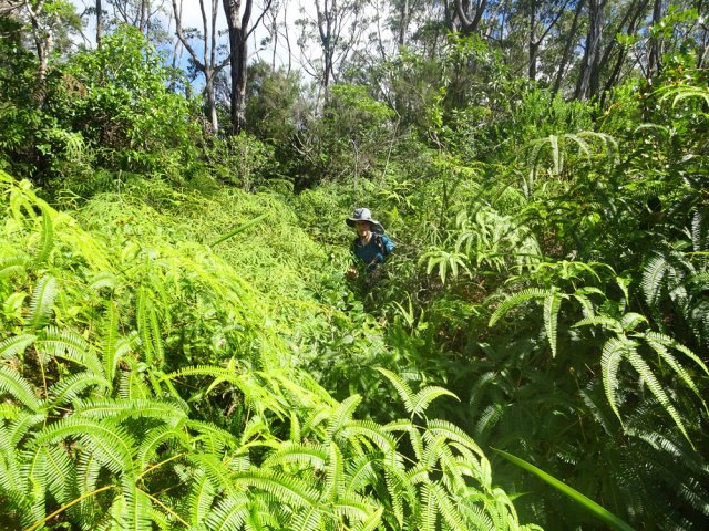 Goyaviers et hautes fougères cachent le sentier le plus souvent