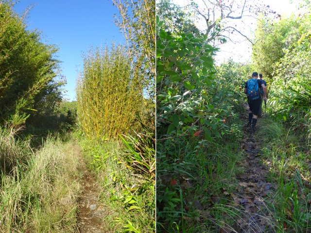 Beaucoup de bambous et de végétation inextricable aux abords de cette ancienne route
