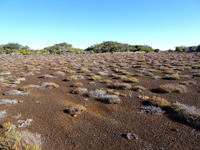 Vastes étendues très plates couvertes de thyms marrons