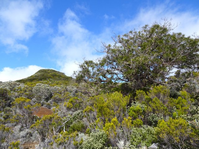 Quelques tamarins viennent ponctuer la campagne couverte surtout de branles