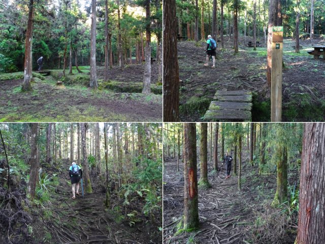 Début de la montée sous les cryptomerias en direction du Piton Doré
