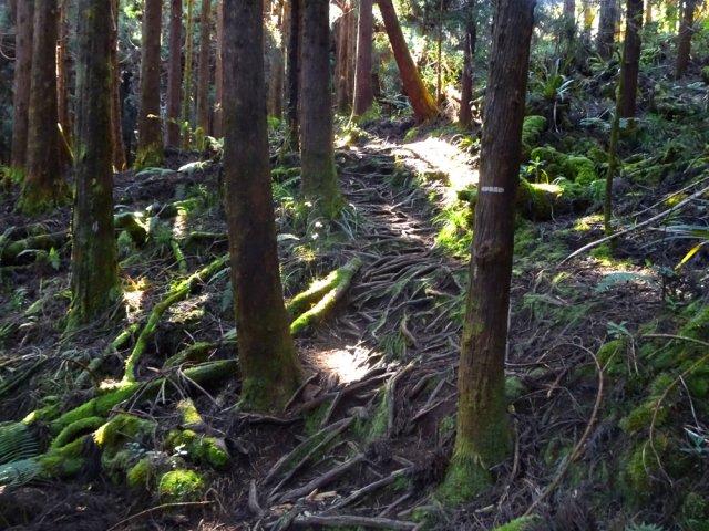 Beaucoup de racines durant une bonne partie de la montée
