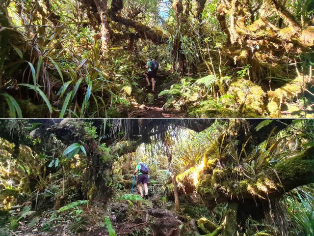 Spectacle de tous les instants avec de grands arbres moussus
