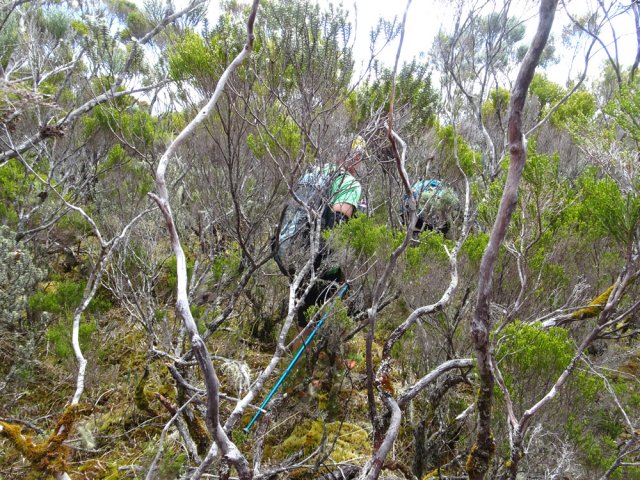 250 m de hors sentier parmi les branles