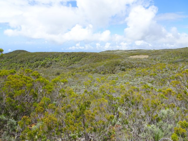 La végétation recouvrant la planèze