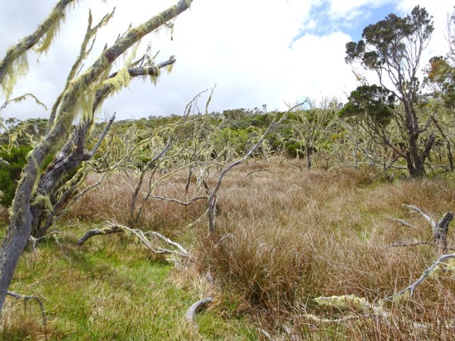 Certaines zones sont envahies de barbes de Jupiter
