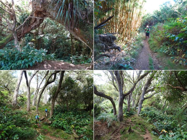 Végétation très variée tout au long de la montée