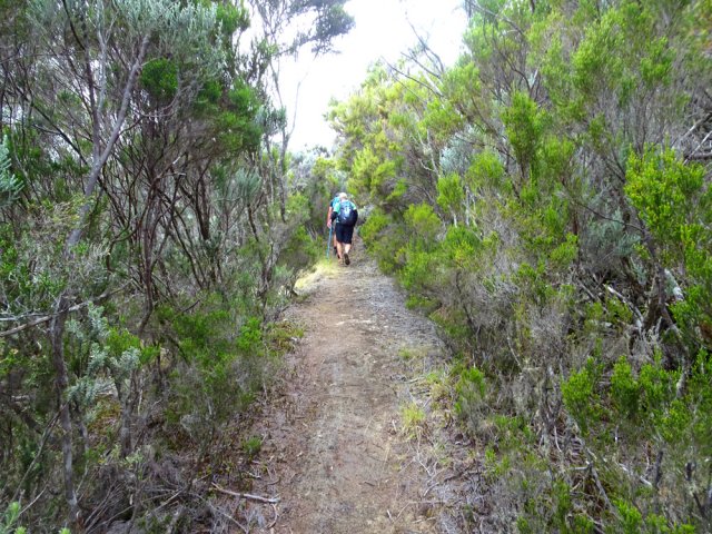 Sentier très bien marqué à travers les branles verts