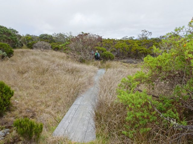 Un passage marécageux traversé par un caillebotis
