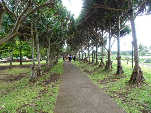 Longer l'allée bordée de vacoas