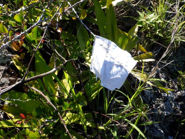 Un sentier bien balisé descend vers les cannes (à explorer)