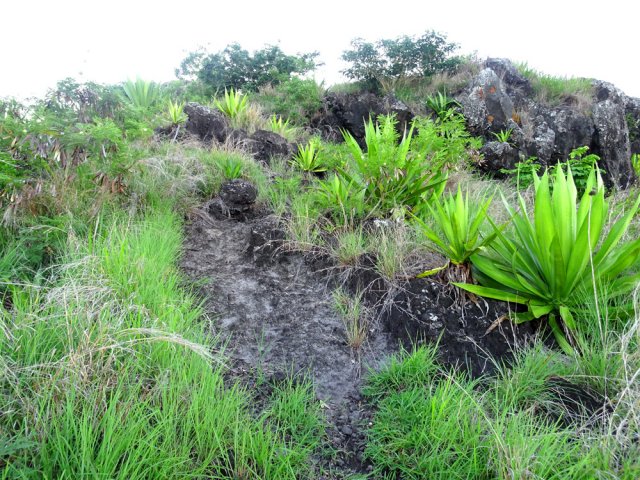 Quelques zones où le sentier passe sur de la lave ancienne