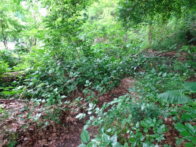 Un sentier remonte la rive gauche
