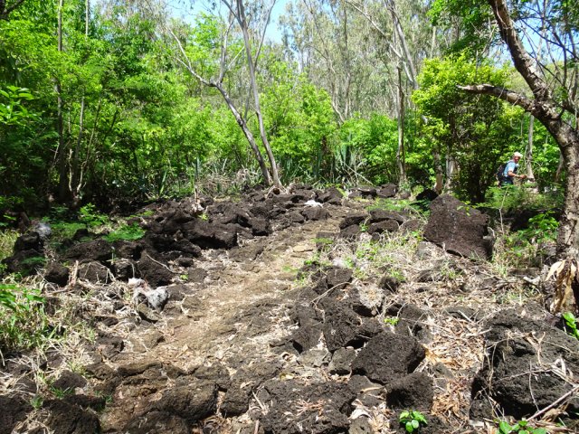 Beaucoup moins d'ombre sous les eucalyptus