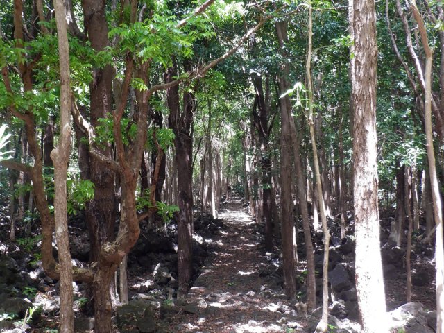 Très agréable cheminement ombragé