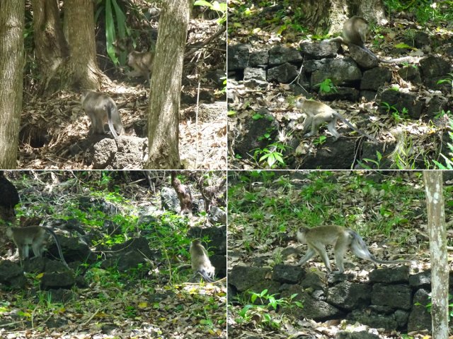 Le macaque de Maurice reste discret et se montre peu