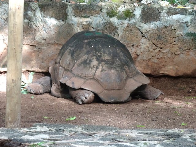 Les tortues les plus tristes de toute l'Île Maurice