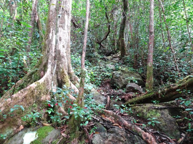 Le sentier monte de plus en plus à partir de cet arbre