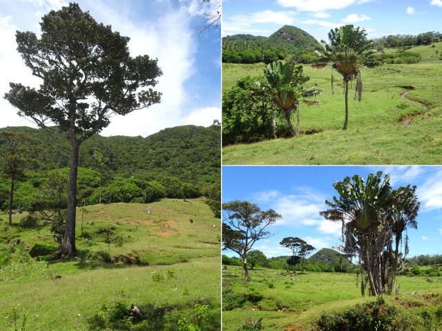 Quelques arbres demeurent dans les prés