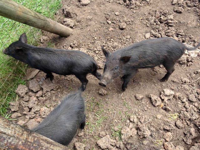Un petit coucou aux cochons en débutant le parcours