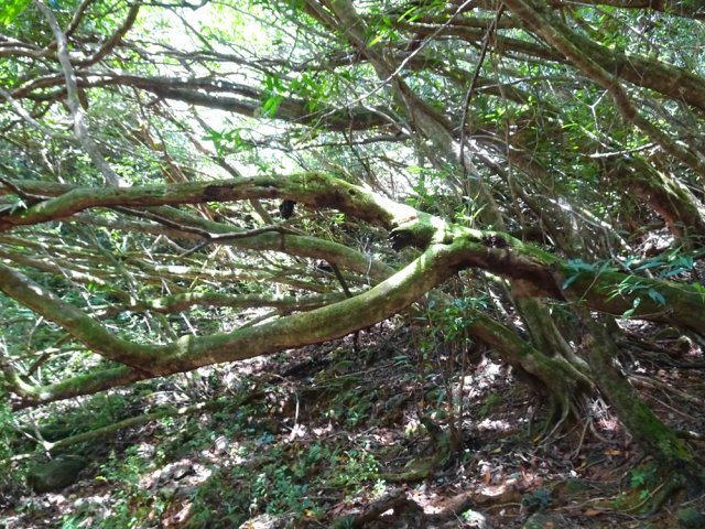 Les jamrosats poussent aussi à Maurice