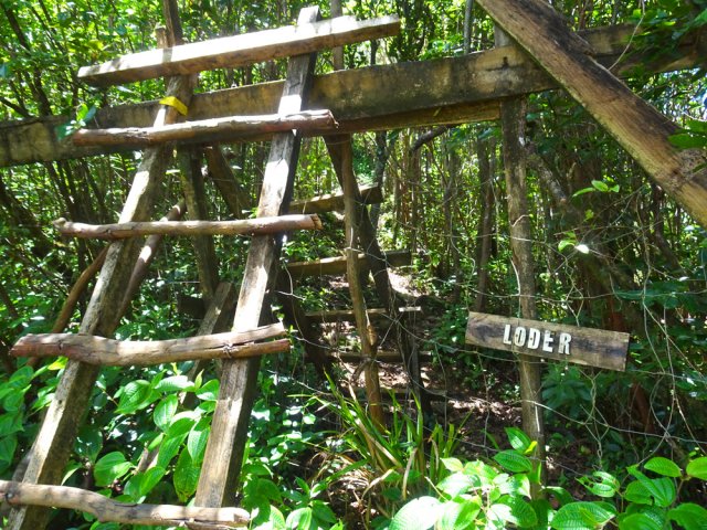 Nouvelle échelle au milieu du bois