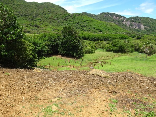 Les cerfs s'enfuient au moindre bruit