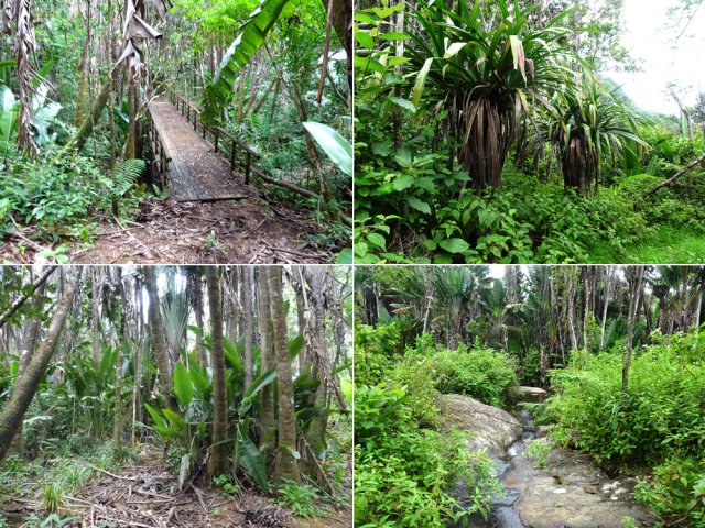 Plusieurs passerelles, des ravenelles et des petits ruisseaux