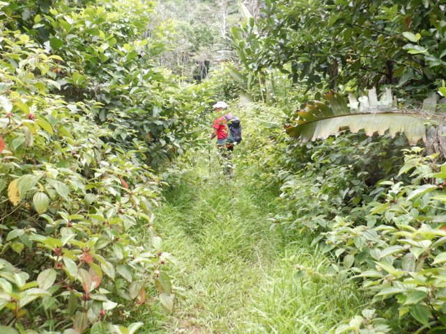 Le sentier se fait lentement dévorer par le tabac bœuf