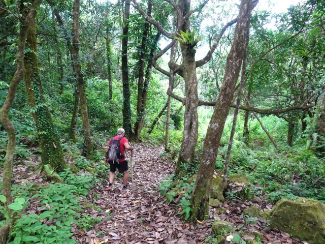 Plus bas, la forêt propose de beaux spécimens
