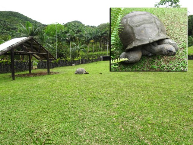Ici, les tortues vivent dans la verdure, contrairement à celles de Bras d'Eau National Park