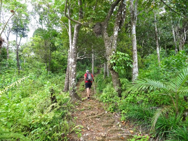 La marche s'effectue sur les racines encombrant le sentier