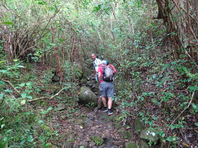 Début de la montée sur les premières pierres dans les goyaviers