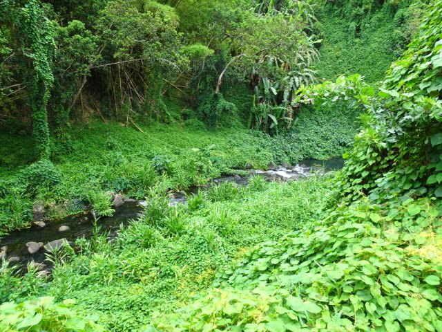 La Rivière Cascade depuis la piste qui la longe