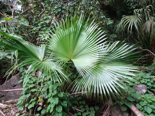 Les palmiers éventails de Chine poussent un peu partout