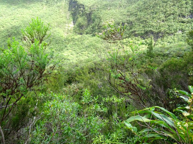 On peut avoir des vues sur la vallée de la ravine depuis le sentier-ravine