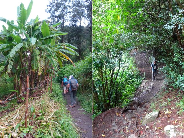 Après les champs plus ou moins abandonnés, traversée de la forêt