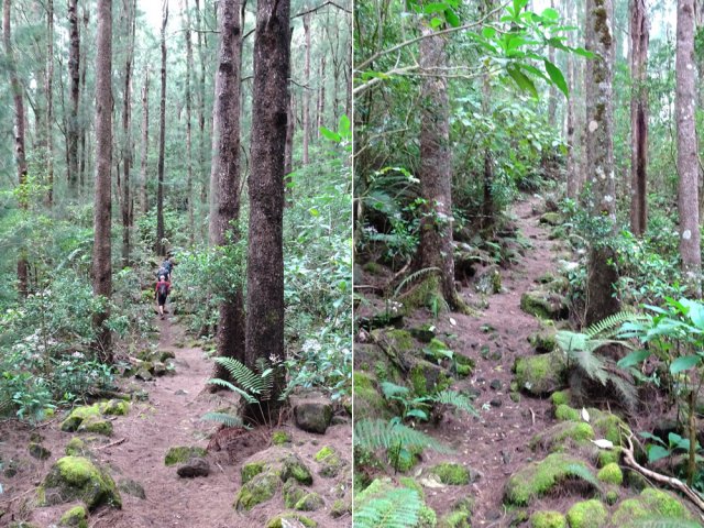 Après cette aventure, la descente du sentier est une longue balade dans les filaos