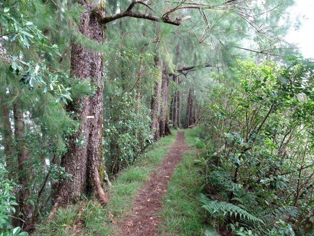 Une partie plate en ligne de crête sous les filaos