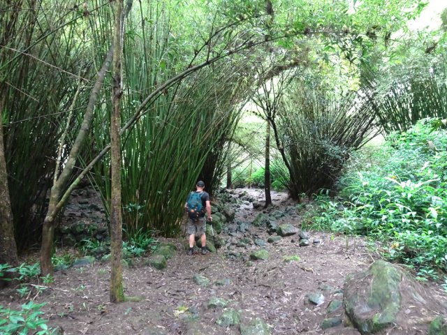 Nouvelles zones couvertes de murets et de bambous