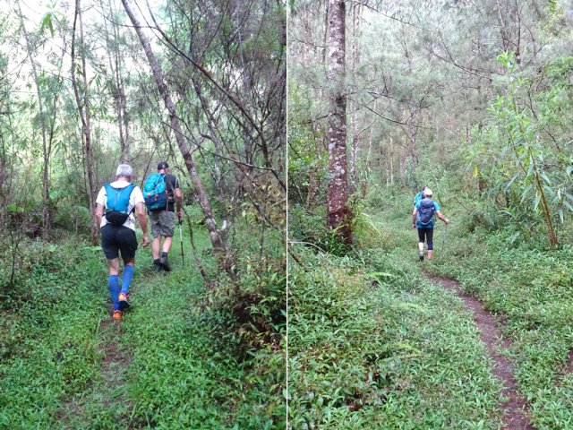 Le sentier dans les jouvences en direction de la Ravine de Grand Sable