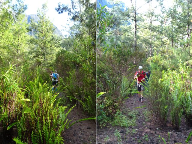 La zone de fougères à l'approche de la Ravine de Grand Sable