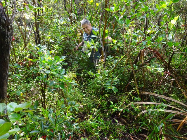 Quelques sentiers encombrés permettent de longer la ravine vers l'amont
