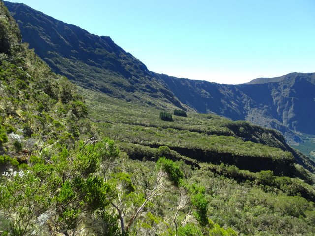 Le sentier du Piton des Neiges frôle le deuxième bosquet de cryptomerias