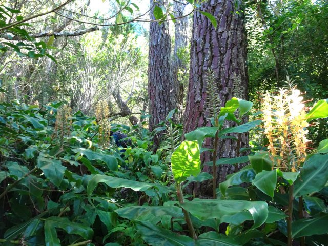 Quelques grands pins au milieu des cryptomerias et longoses