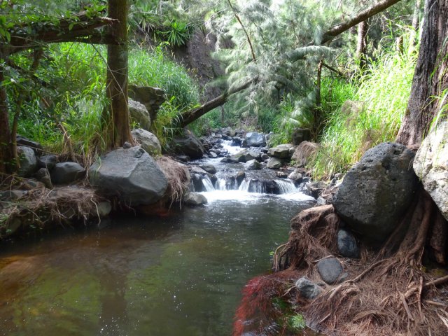 Les racines rouges trahissent la présence de filaos poussant sur les rives