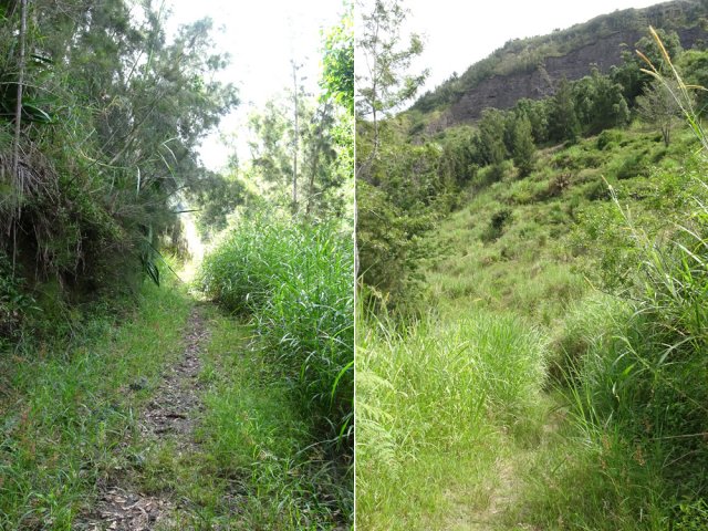 Un sentier qui se bouchera, sans doute, faute d'entretien
